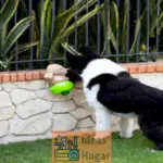 Cómo evitar que los perros se acerquen al cercado