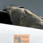 Animal en tu conducto de aire Busca ayuda de expertos