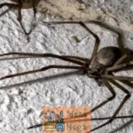 Cómo distinguir araña de trastero de araña reclusa parda
