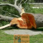 Cómo solicitar el corte gratuito o pago de un árbol a la ciudad