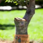 Árbol partido a la mitad: se puede salvar un árbol joven