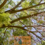 Cuáles son los pasos para identificar un árbol saludable