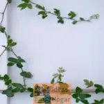 Ideas de vallas temporales DIY sencillas y elegantes