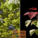 En qué se diferencian los árboles Dogwood y Bradford Pear