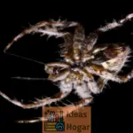 Araña Lobo vs Araña Violinista: Cuáles son sus diferencias