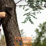 Descubre las mejores herramientas para cortar árboles