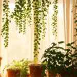 Plantas colgantes: Guía para un hogar Boho Chic lleno de vida