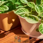 ¡10 Plantas Repelentes de Insectos Seguras para Mascotas!