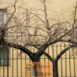 Puedo podar las ramas del árbol de mi vecino que invaden mi propiedad