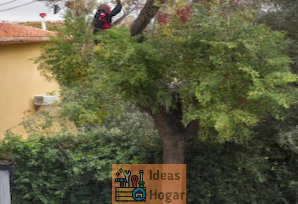 Imagen de un hombre podando las ramas de un árbol que invaden su propiedad vecina.