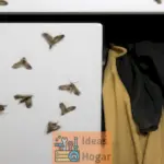 Cómo eliminar eficazmente las polillas de despensas y ropa