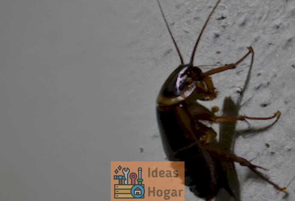 Imagen de cucaracha en un ambiente húmedo y cálido, representando la influencia del clima en la presencia de estos insectos en interiores.
