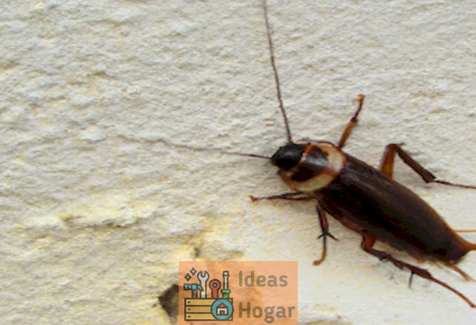 Cucaracha en una pared, ilustrando la presencia de estos insectos en diferentes climas