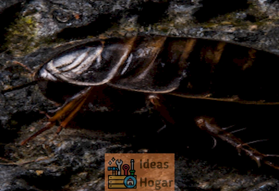 Imagen de cucaracha en un entorno húmedo y cálido, relacionada con el tema de cómo el clima impacta en la proliferación de estos insectos.