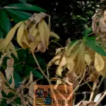 Diferencia entre hierba dormida y hierba muerta en el jardín