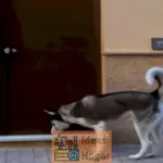 Cómo asegurar las puertas para proteger a tu perro