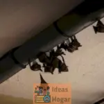Cómo identificar si tienes murciélagos en tu ático