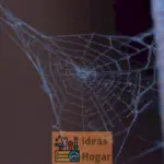 Diferencia entre telarañas comunes y de araña